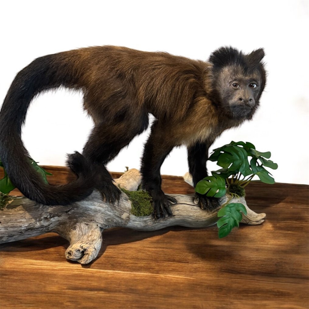Monkey Taxidermy full body mount - Cebus apella-With proof of legal origin - 30 cm - 45 cm - 10 cm - CITES Appendix II - Annex B in the EU #1.0