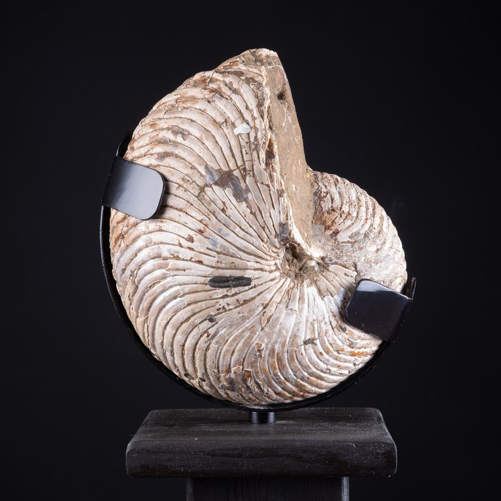 Cymatoceras Nautilus σε ξύλινη καλλιτεχνική βάση - Αποκλειστικό απολίθωμα - Απολιθωμένο κέλυφος - Fossil Nautilus - 431 mm - 150 mm #1.0