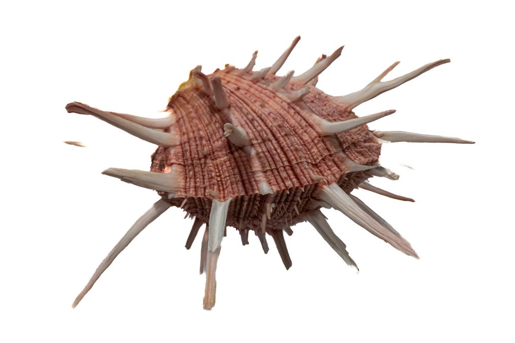 Spondylus regius 在罕见的颜色组合中 - GEM - 状态极佳 动物标本剥制壁挂支架 - Spondylus regius - 140 mm - 160 mm - 90 mm - 非《濒危物种公约》物种 - 1 #2.1