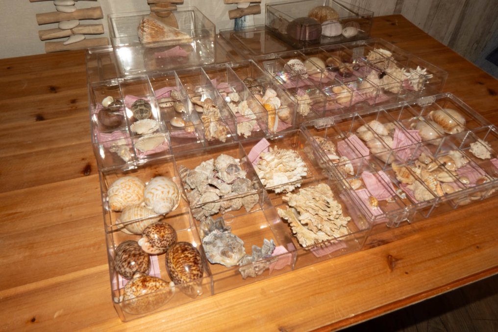 Unusual collection of shells and snails — 142 pieces — in collector cases. Taxidermy wall mount - verschiedene - 0 cm - 0 cm - 0 cm - Non-CITES species - 142 #4.3