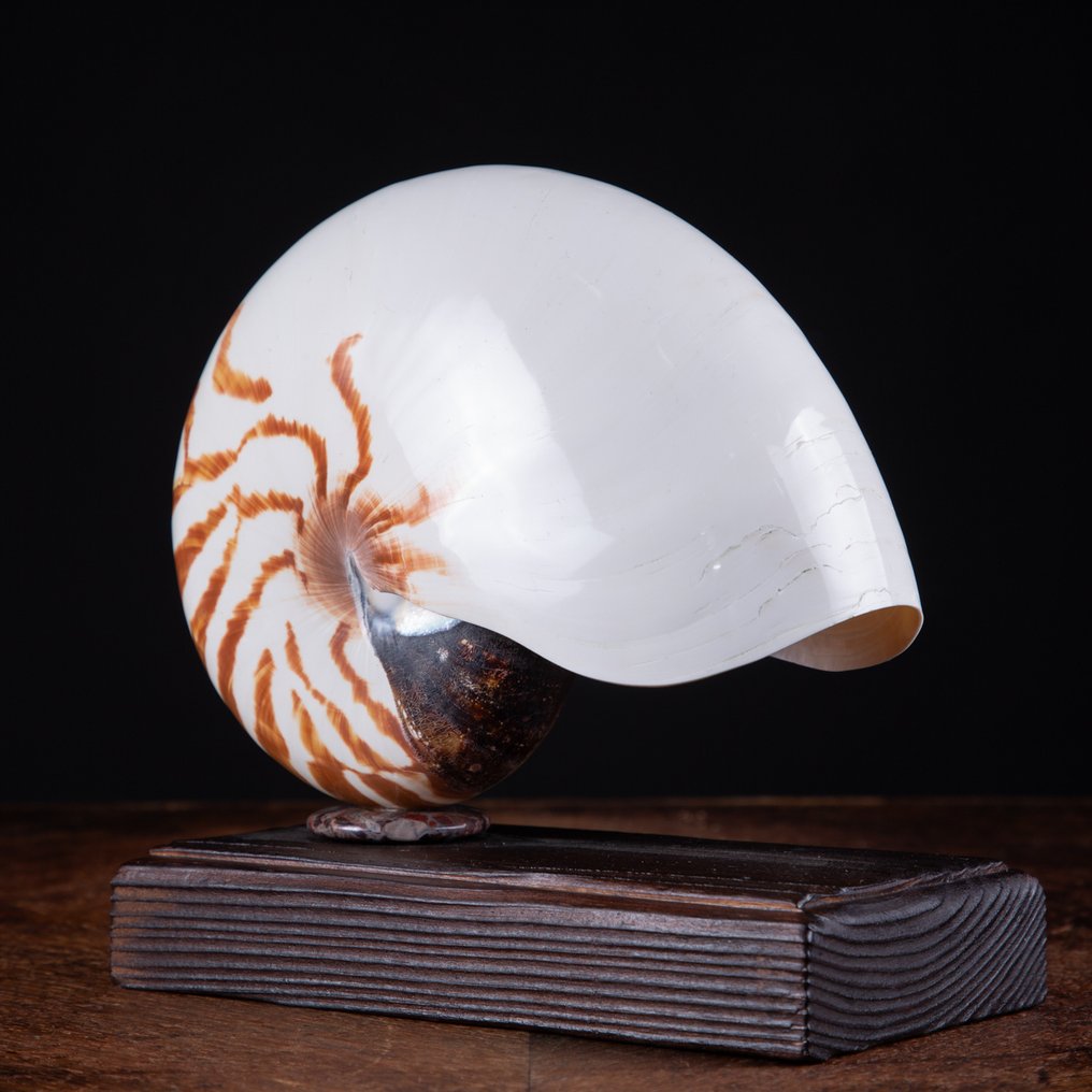 带壳的鹦鹉螺标本放置在定制底座上 海贝 - Nautilus Pompilius (with Import Ref.) - 188 x 194 x 88 mm #4.3
