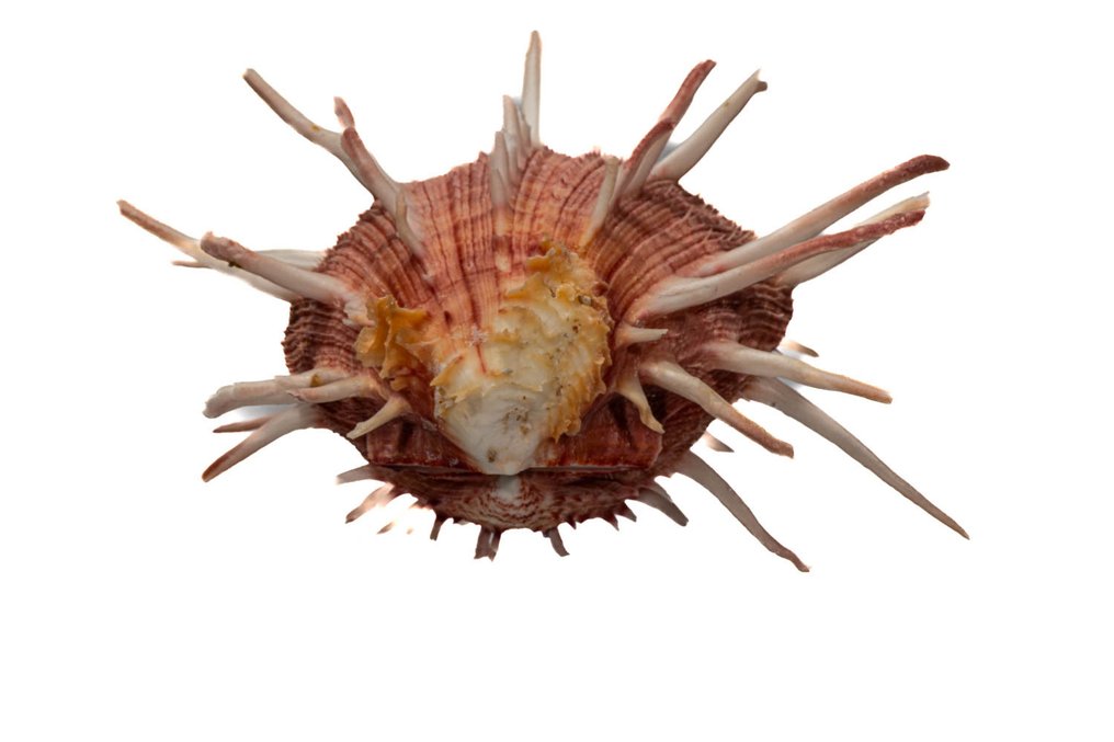 Spondylus regius 在罕见的颜色组合中 - GEM - 状态极佳 动物标本剥制壁挂支架 - Spondylus regius - 140 mm - 160 mm - 90 mm - 非《濒危物种公约》物种 - 1 #4.3