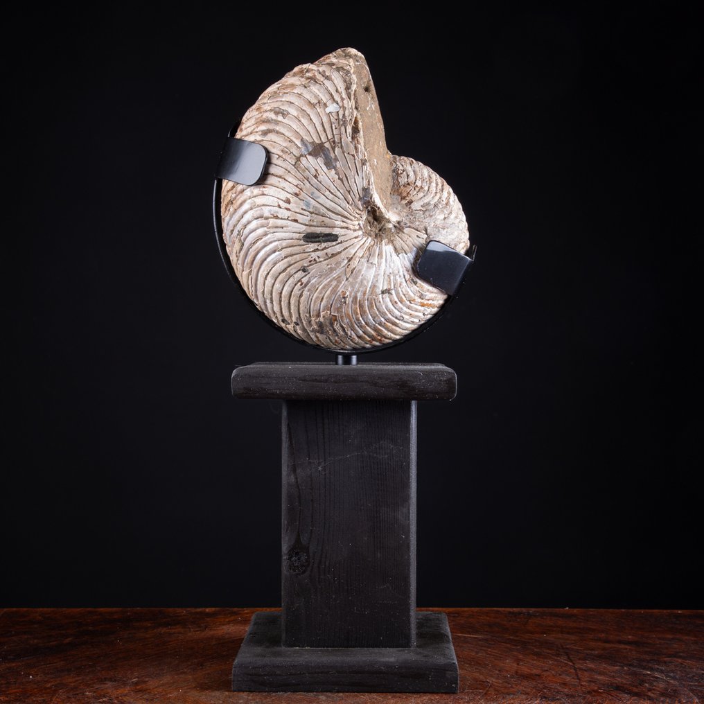 Cymatoceras Nautilus σε ξύλινη καλλιτεχνική βάση - Αποκλειστικό απολίθωμα - Απολιθωμένο κέλυφος - Fossil Nautilus - 431 mm - 150 mm #3.2