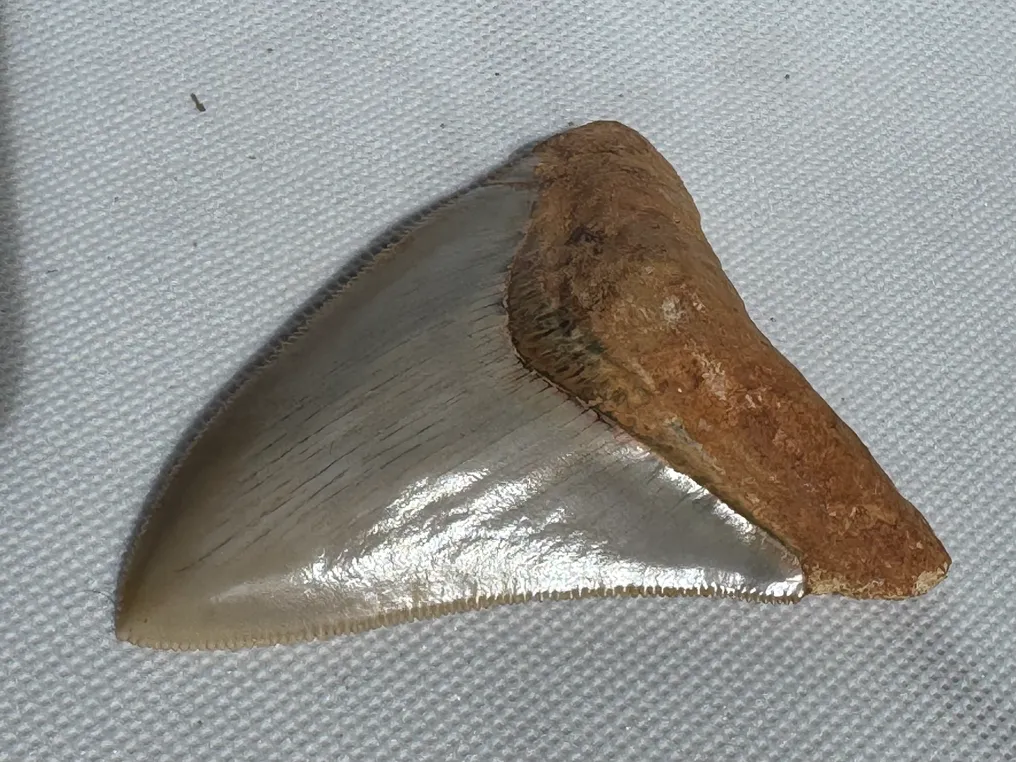 Megalodon - Fossil tooth - Carcharocles megalodon - 8.5 cm  (No Reserve Price) #4.3