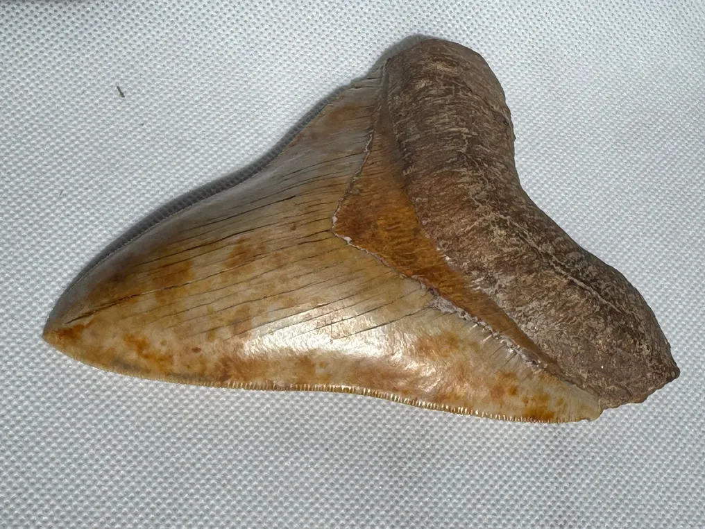 Megalodon - Fossiler Zahn - Carcharocles megalodon - 13.3 cm #4.3