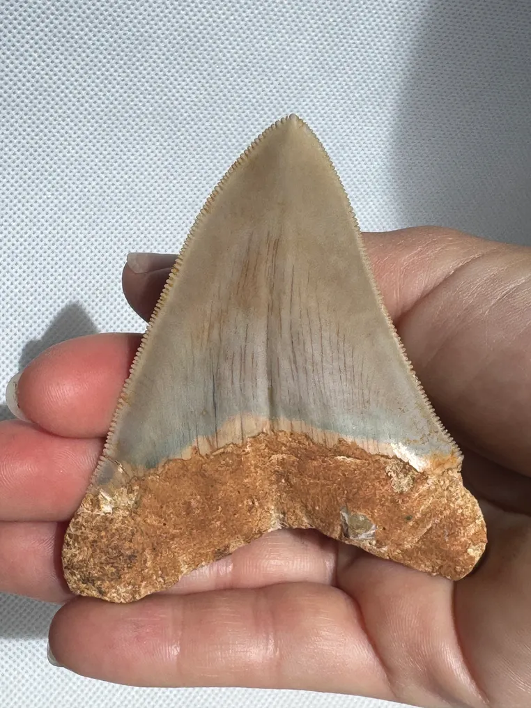 Megalodon - Fossil tooth - Carcharocles megalodon - 8.5 cm  (No Reserve Price) #2.1