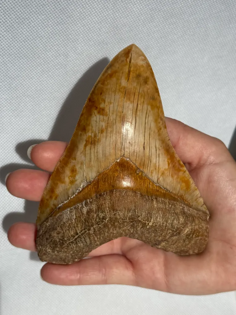 Megalodon - Fossiler Zahn - Carcharocles megalodon - 13.3 cm #1.0