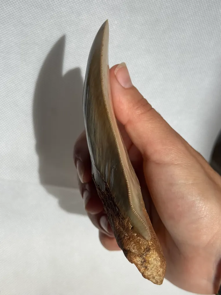 Megalodon - Fossiler Zahn - Carcharocles megalodon - 13 cm #3.2