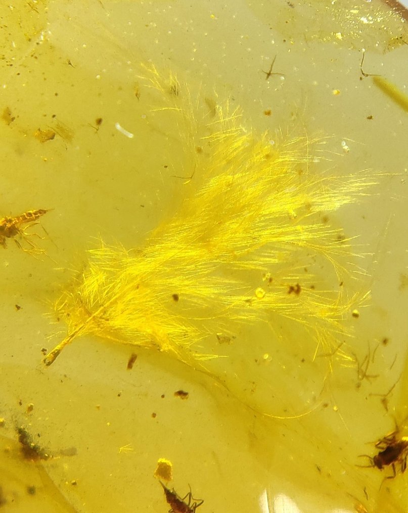 Pene de dinozaur în chihlimbăr clar. - Chihlimbar - 20 mm - 12 mm #1.0