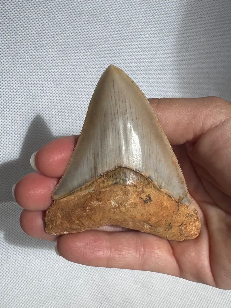 Megalodon - Fossil tooth - Carcharocles megalodon - 8.5 cm  (No Reserve Price) #1.0