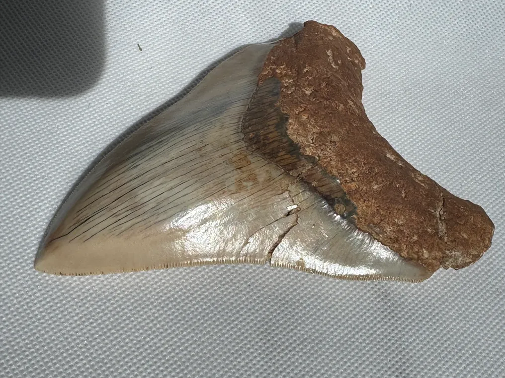 Megalodon - Fossiler Zahn - Carcharocles megalodon - 13 cm #4.3