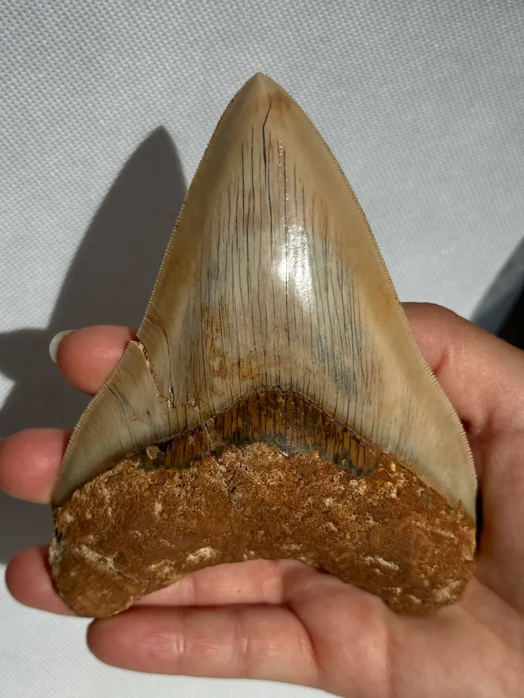 Megalodon - Fossiler Zahn - Carcharocles megalodon - 13 cm #1.0