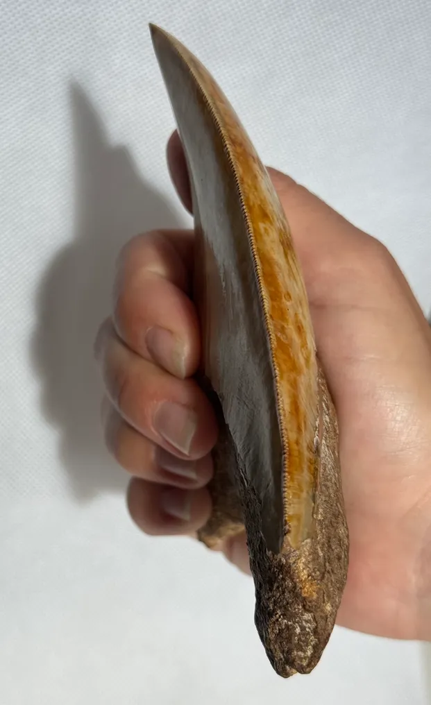 Megalodon - Fossiler Zahn - Carcharocles megalodon - 13.3 cm #3.2