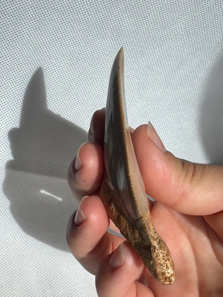 Megalodon - Fossil tooth - Carcharocles megalodon - 8.5 cm  (No Reserve Price) #3.2