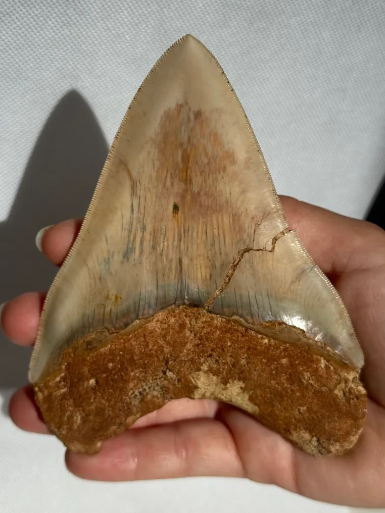 Megalodon - Fossiler Zahn - Carcharocles megalodon - 13 cm #2.1