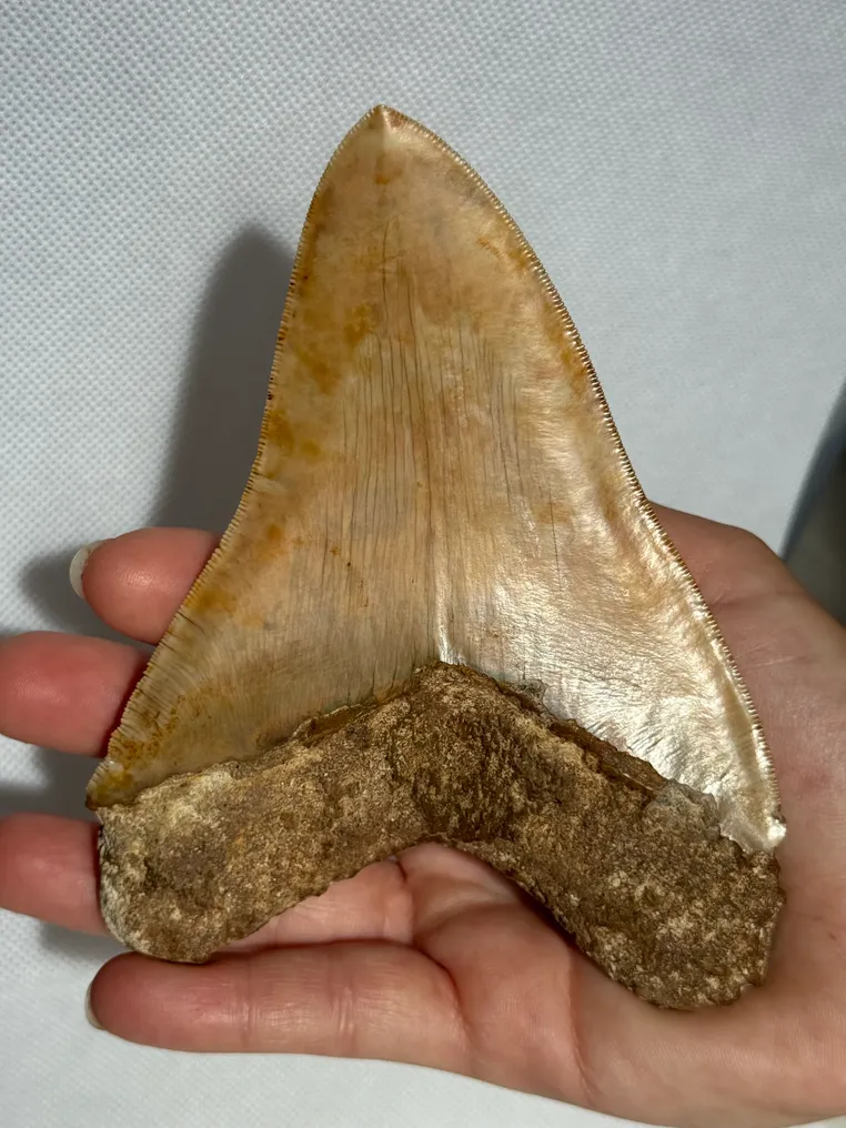 Megalodon - Fossiler Zahn - Carcharocles megalodon - 13.3 cm #2.1
