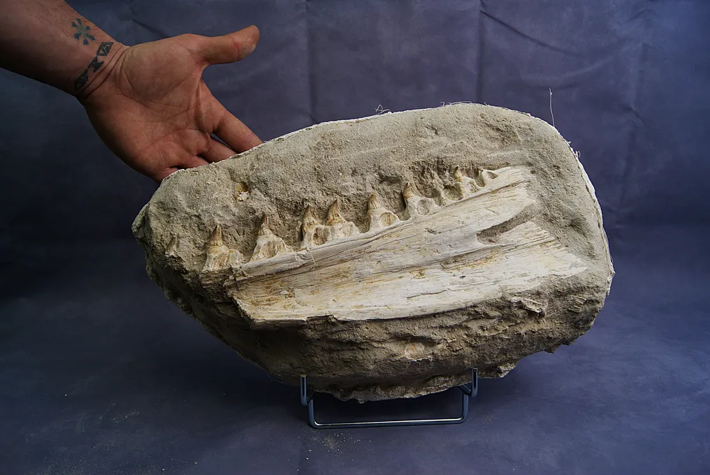 Spectacular Mosasaurus Jaw - Fossilised jaw - Halisaurus arambourgi - 28 cm #2.1