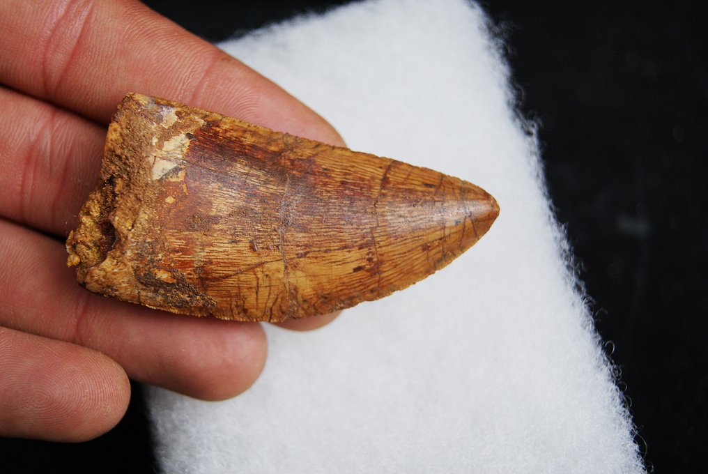 Dinosaur - Fossil tooth - Carcharodontosaurus saharicus - 6.8 cm #3.2