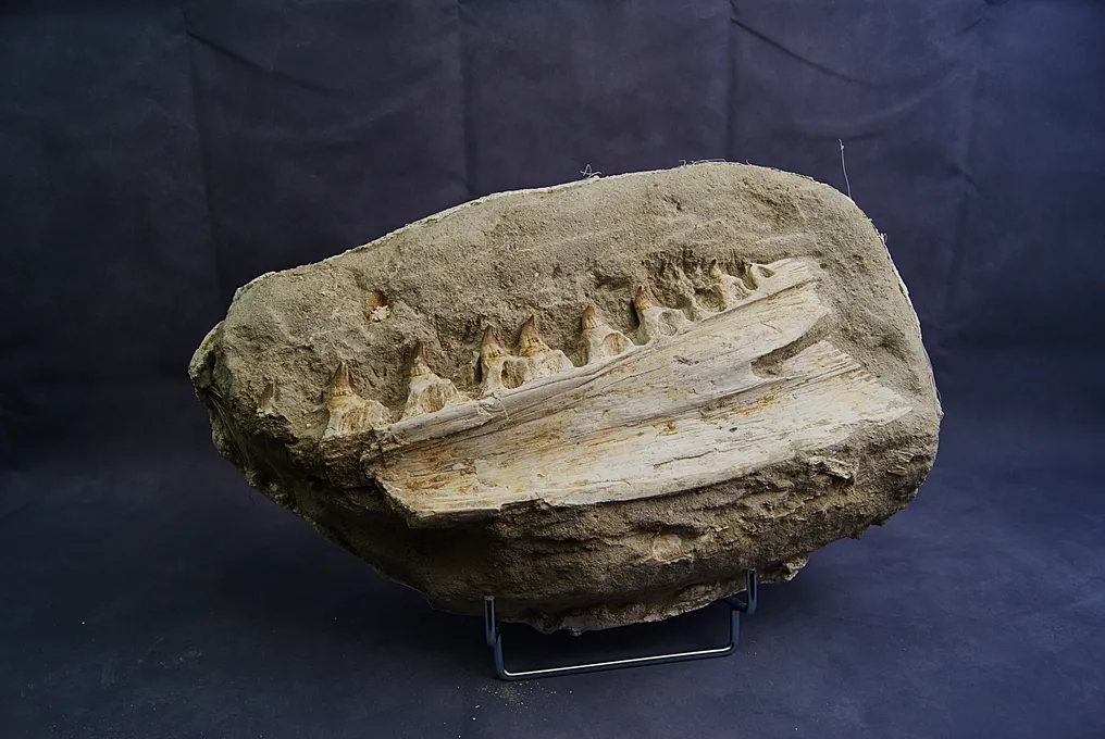 Spectacular Mosasaurus Jaw - Fossilised jaw - Halisaurus arambourgi - 28 cm #3.1