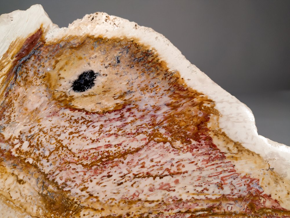 Απολιθωμένη πλάκα φοίνικα. - Απολιθωμένο ξύλο - 26.5 cm - 14.2 cm #3.2