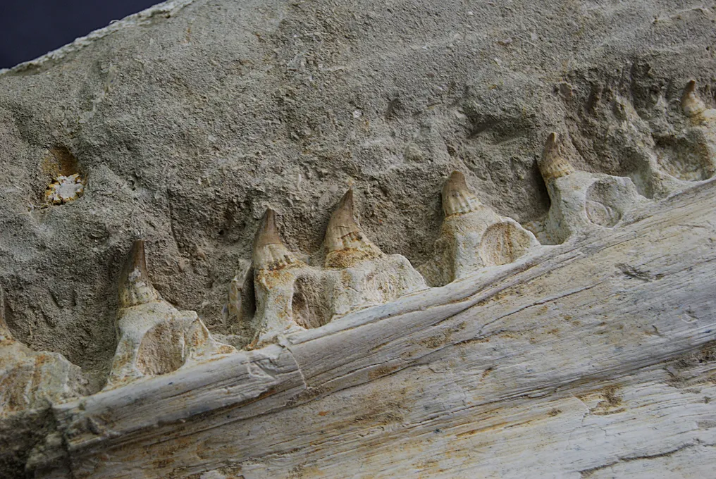 Spectacular Mosasaurus Jaw - Fossilised jaw - Halisaurus arambourgi - 28 cm #3.2