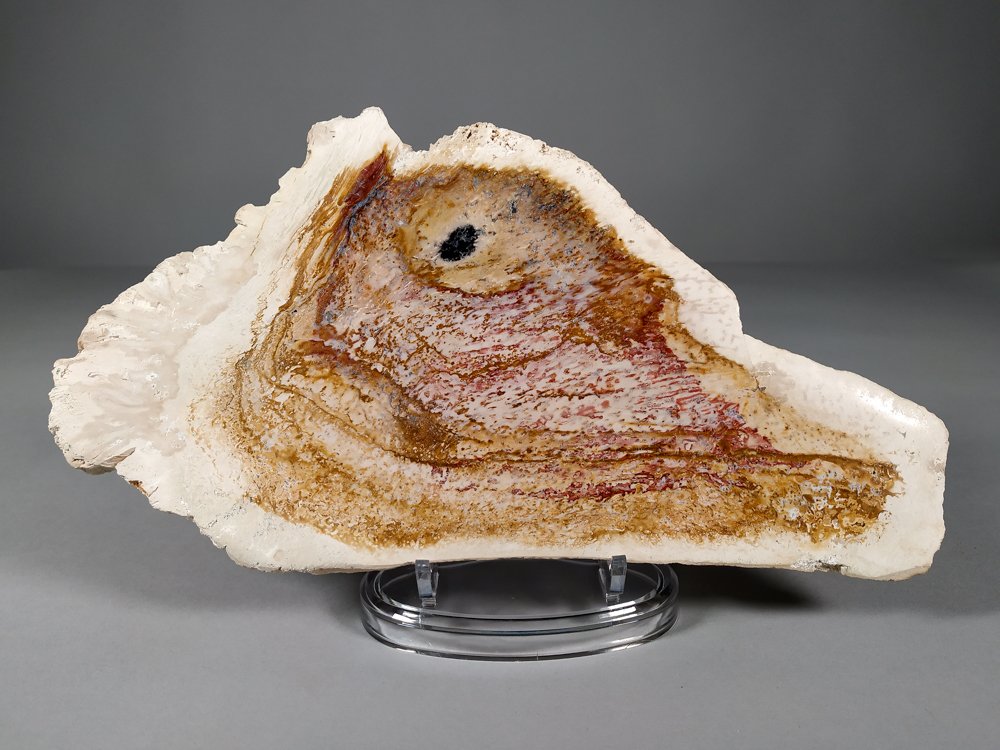 Απολιθωμένη πλάκα φοίνικα. - Απολιθωμένο ξύλο - 26.5 cm - 14.2 cm #1.0