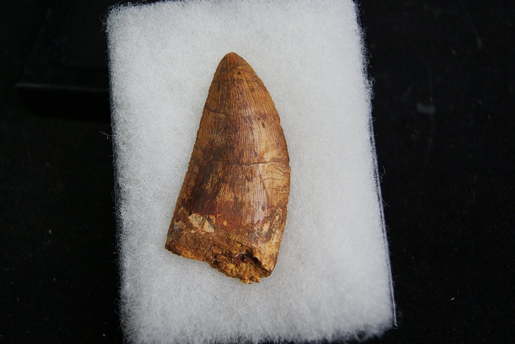 Dinosaur - Fossil tooth - Carcharodontosaurus saharicus - 6.8 cm #1.0