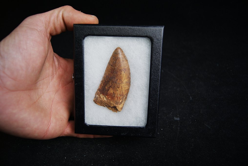 Dinosaur - Fossil tooth - Carcharodontosaurus saharicus - 6.8 cm #1.0