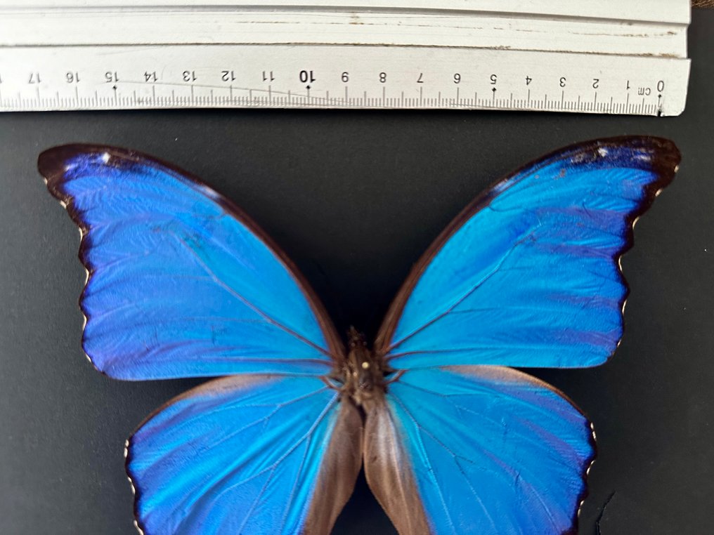 Farfalla Allestimento tassidermico a corpo intero - Morpho Didius du Pérou sous cadre - 15 cm envergure ! - 25 cm - 25 cm - 6 cm - Specie non CITES - 1 #4.3