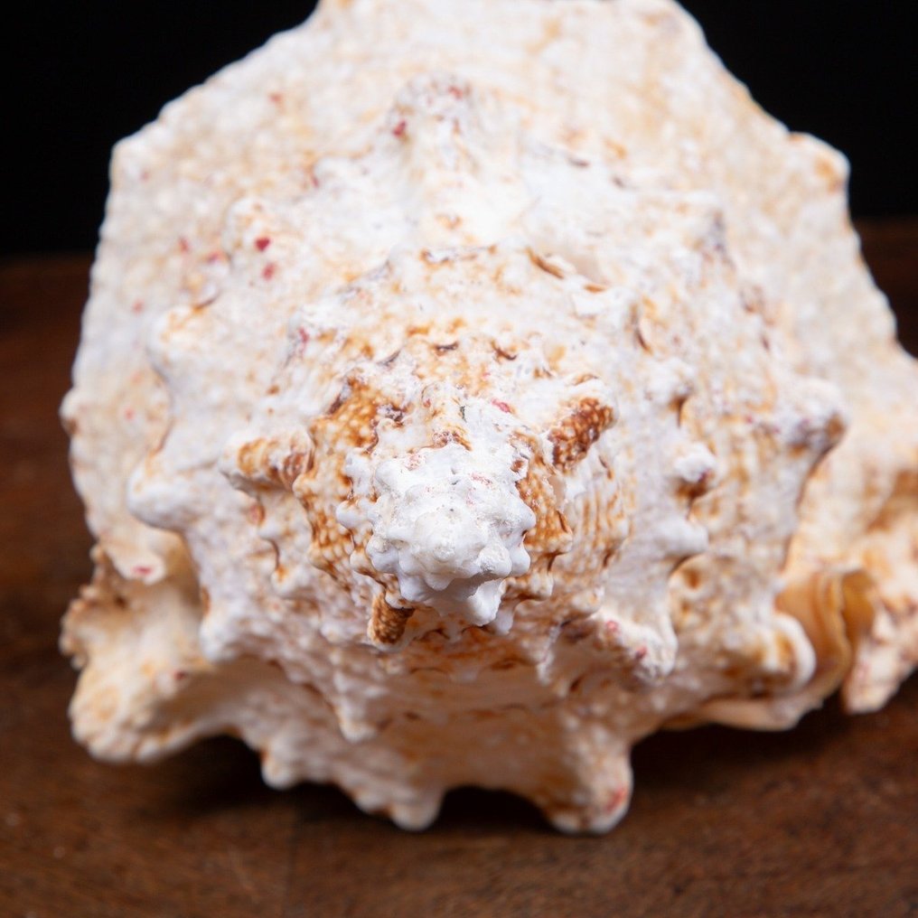 Γιγαντιαίο βάτραχο σαλιγκάρι - Θαλάσσιο κέλυφος - Κοχύλι - Tutufa Bubo (Linnaeus, 1758) - 259 × 160 × 131 mm #4.3