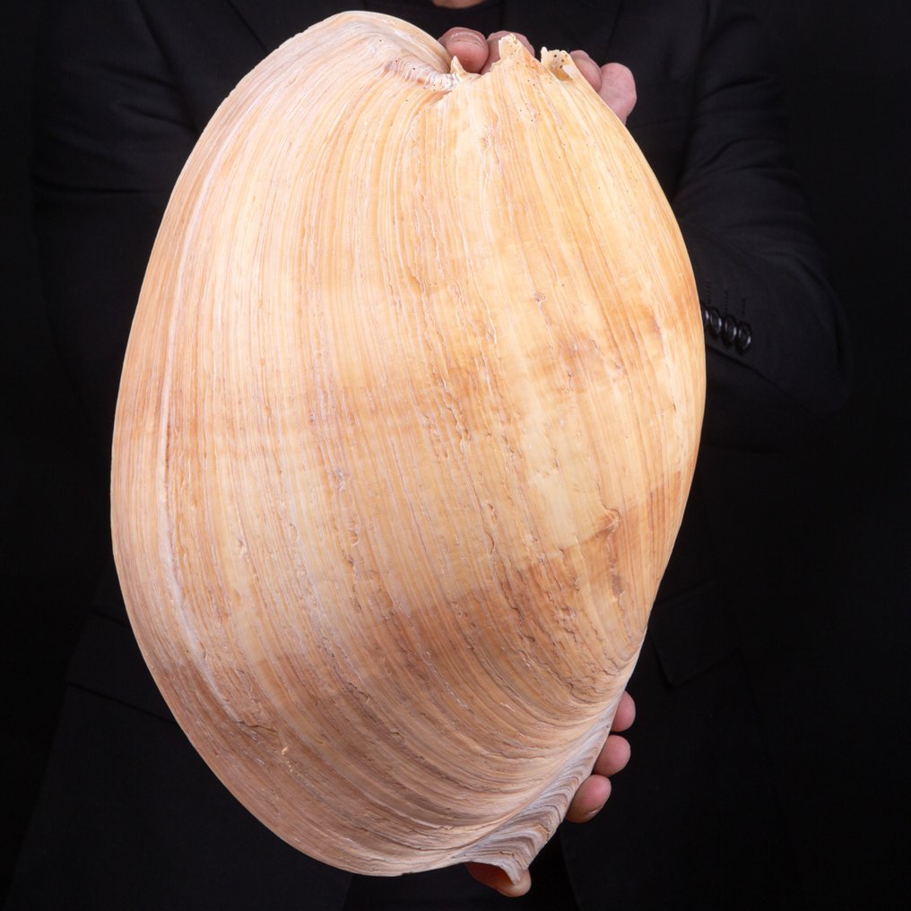 Giant Size Marine Shell - Første Valg Udvælgelse - Havskal - Melo Umbilicatus - Port Hedland - 355 x 235 x 154 mm #4.3