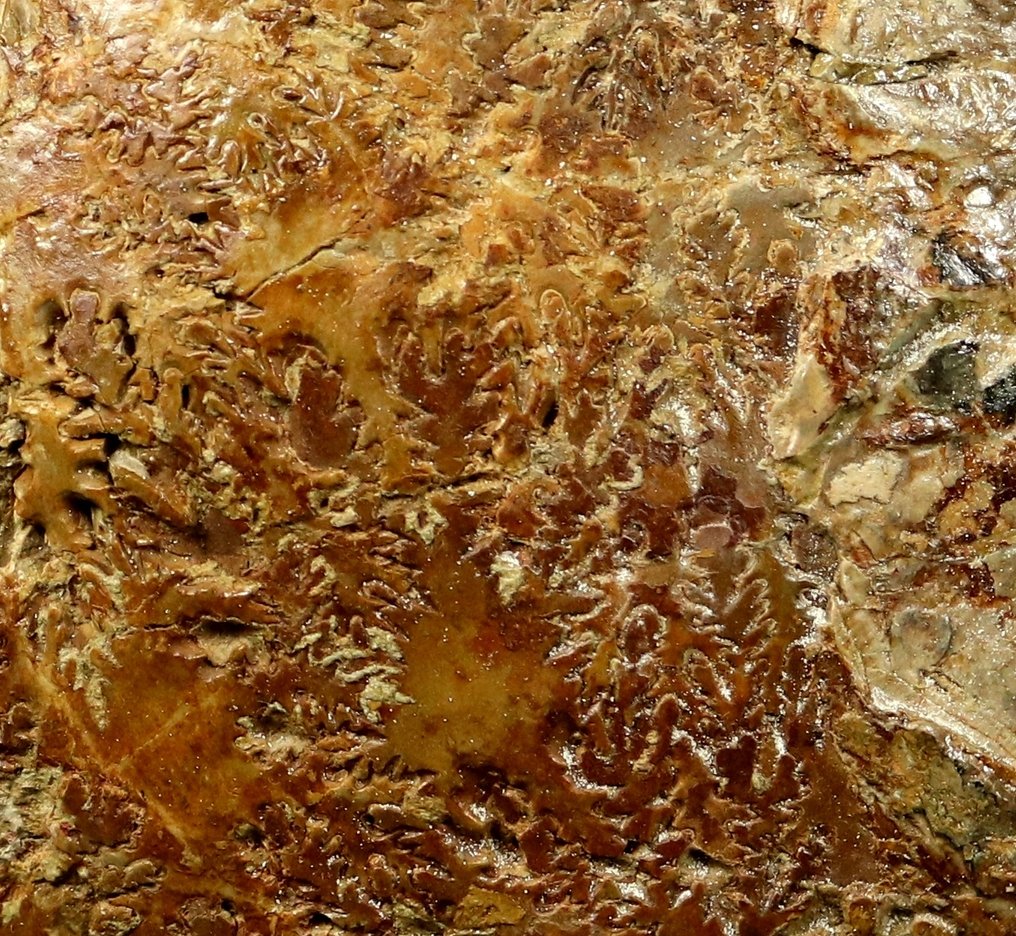 巨大、漂亮、装饰性强的菊石——放在底座上——重达14+公斤！！ - 动物化石 - Macrocephalites macrocephalus - 30 cm #2.1