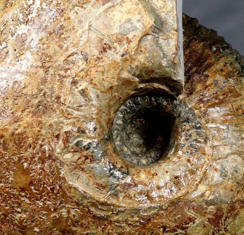 巨大、漂亮、装饰性强的菊石——放在底座上——重达14+公斤！！ - 动物化石 - Macrocephalites macrocephalus - 30 cm #3.2