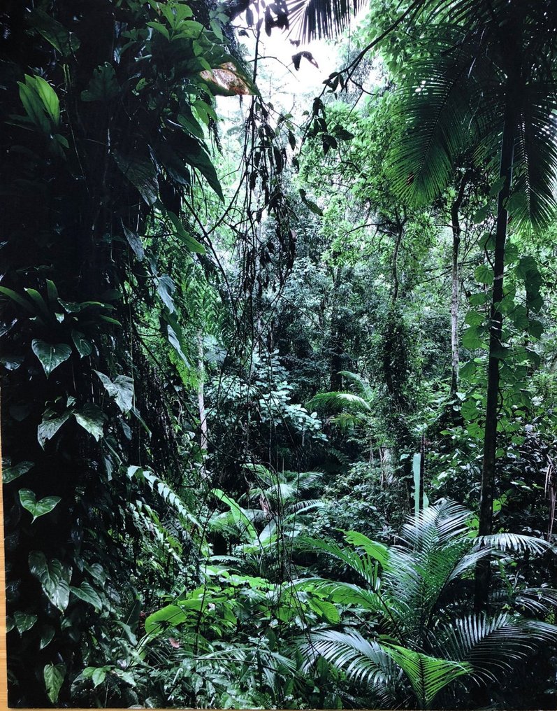 Thomas Struth (1954) - Sao Francisco de Xavier - Brasil #1.0
