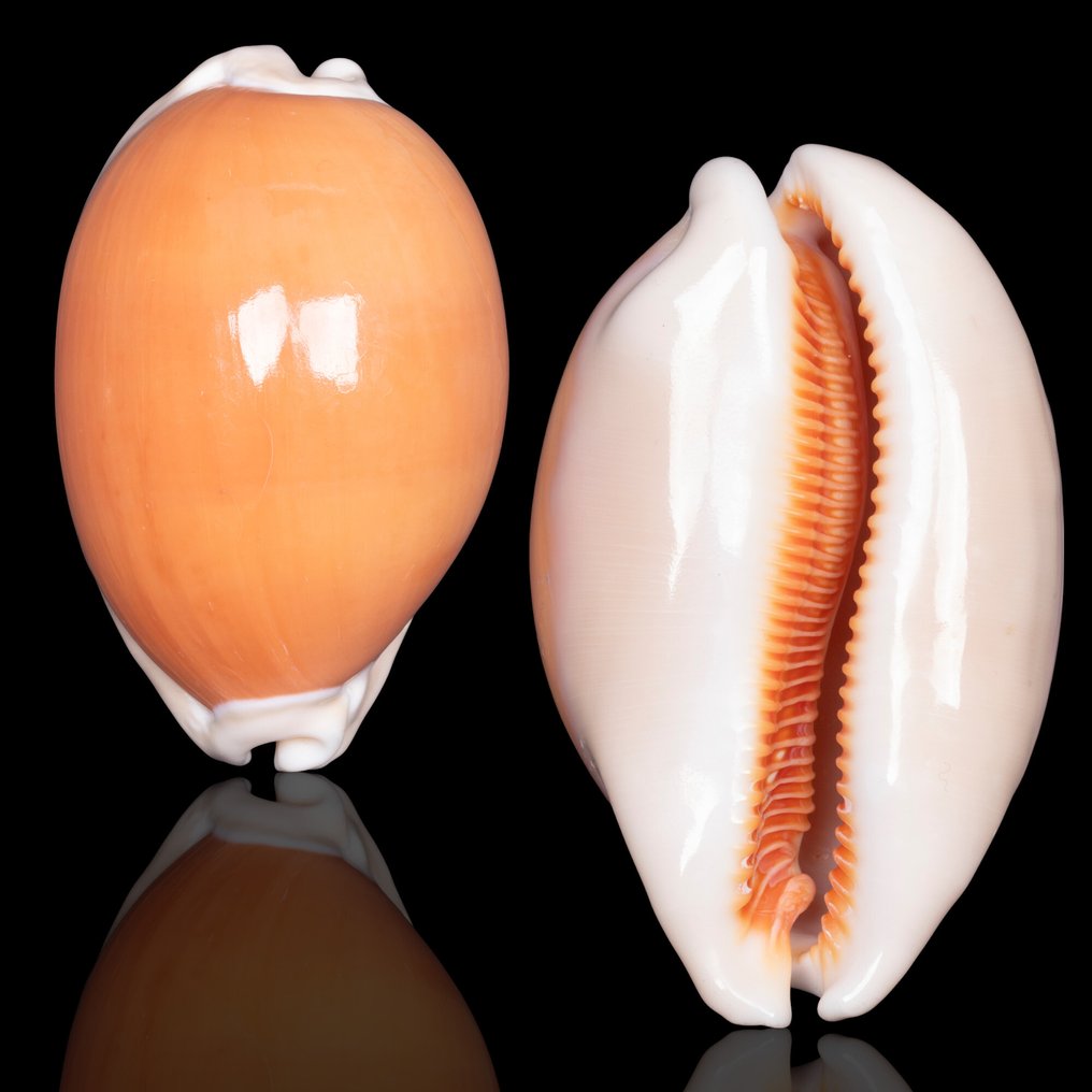 这是金宝贝的华丽标本。 海贝 - Callistocypraea Aurantium - 96,6 mm. #1.0