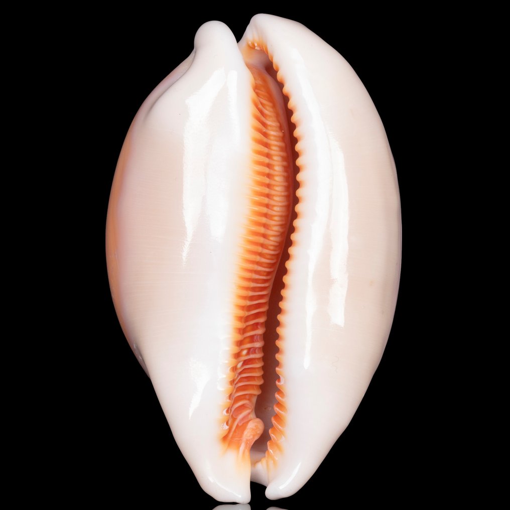 这是金宝贝的华丽标本。 海贝 - Callistocypraea Aurantium - 96,6 mm. #3.2