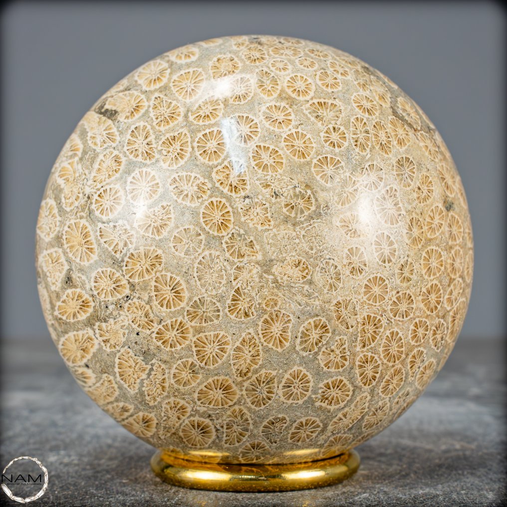 Ekstremt sjælden naturlig fossilkoraller Sphere, Australien- 860.95 g #3.2