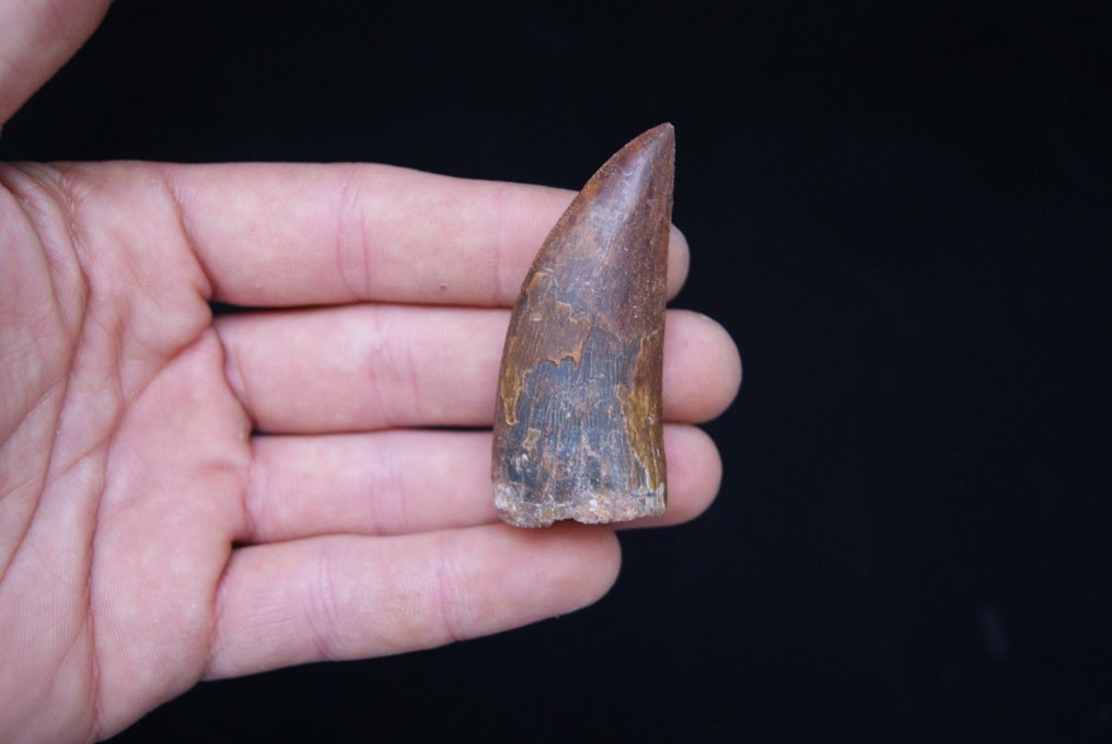 巨大的獠牙，完美的邊緣 - 牙齒化石 - Carcharodontosaurus Saharicus - 6.3 cm #3.2