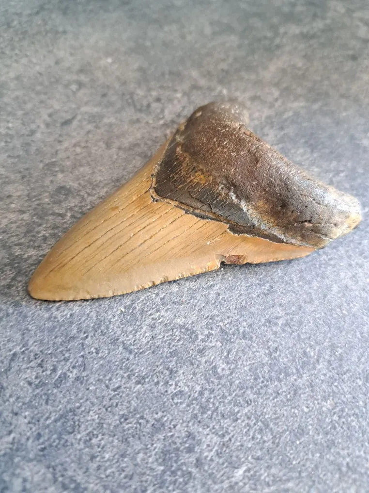 Megalodon - Fossiler Zahn - NICE ROOT - 9.8 cm - 6.5 cm #2.1