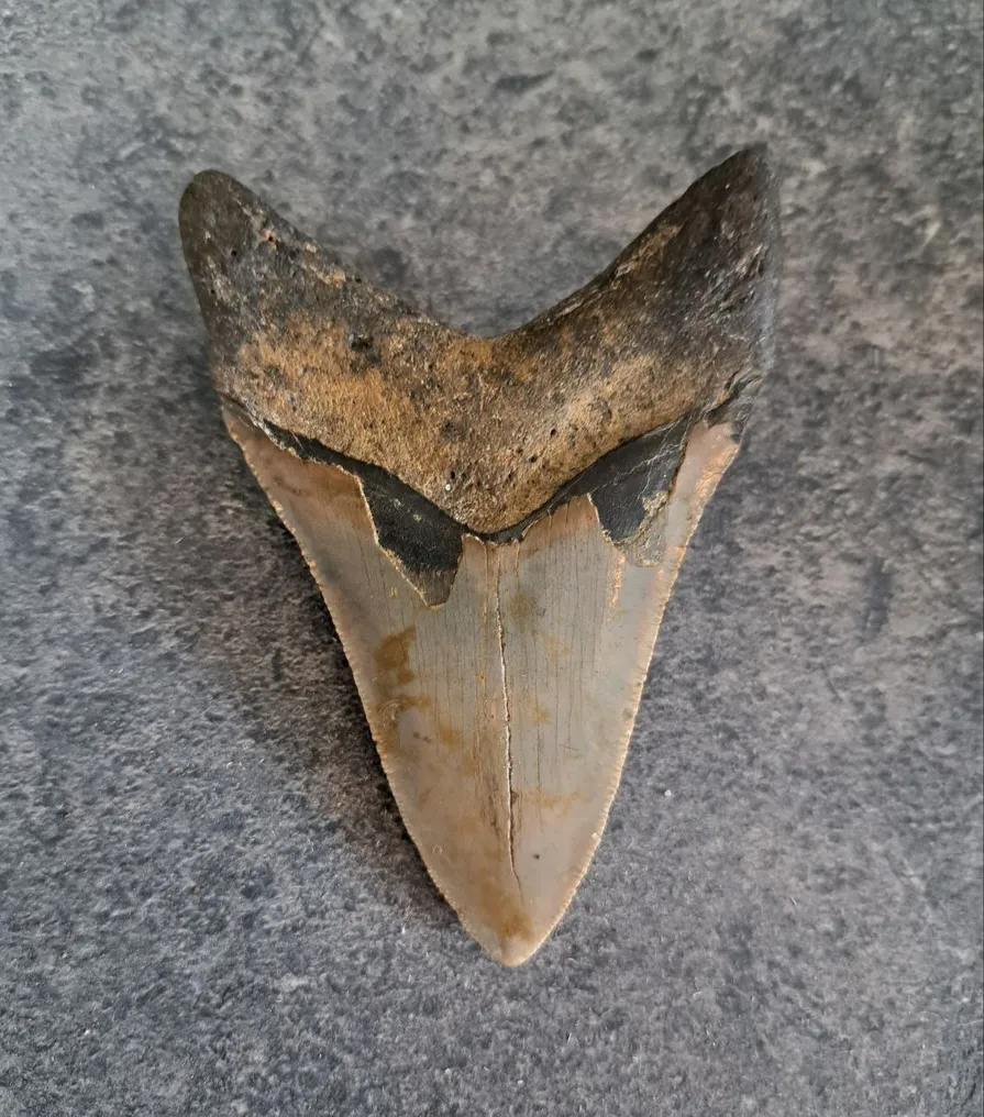 Megalodon - Fossil tooth - multicolor - 9.5 cm - 6.5 cm #1.2