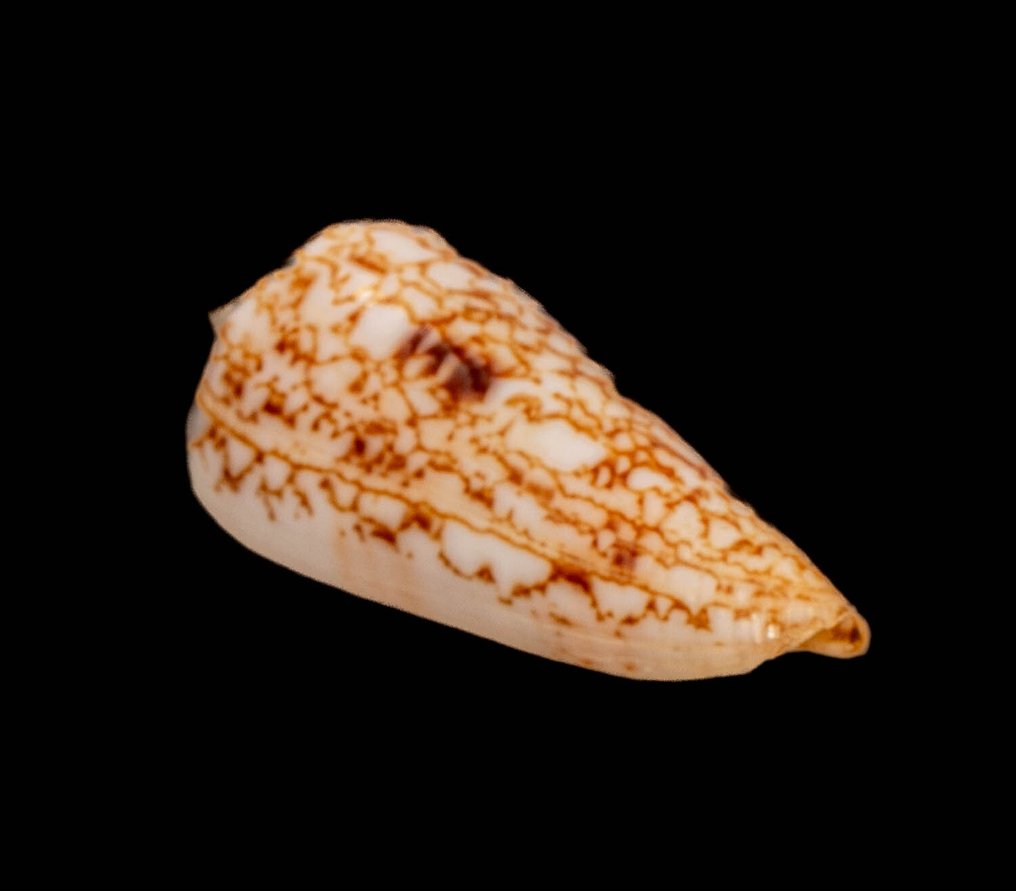 Νεπτουνσνάκε ┼ Ποιότητα GEM Επιτοίχια βάση ταρίχευσης - Conus neptunus - 57 mm - 23 mm - 20 mm - Είδη που δεν ανήκουν στο CITES - 1 #4.3