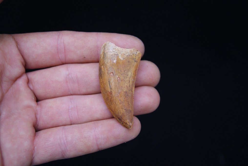 Dinosaur - Fossil tann - Carcharodontosaurus saharicus - 5.1 cm #3.2