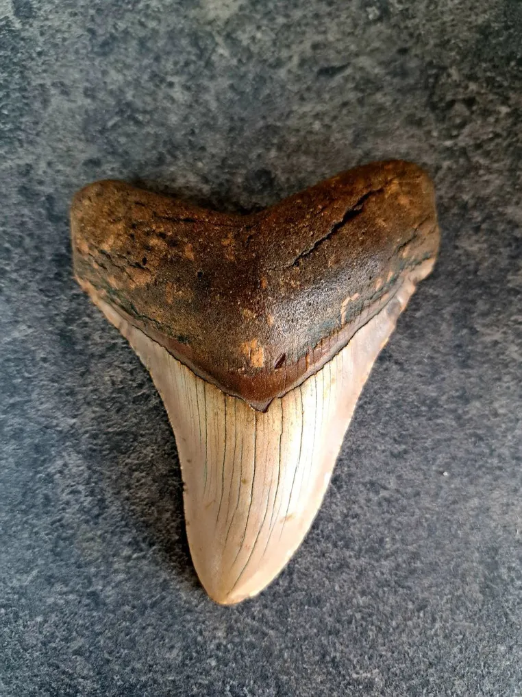 Megalodon - Fossil tooth - Otodus (Carcharocles) megalodon - 10.4 cm - 8.3 cm #1.0