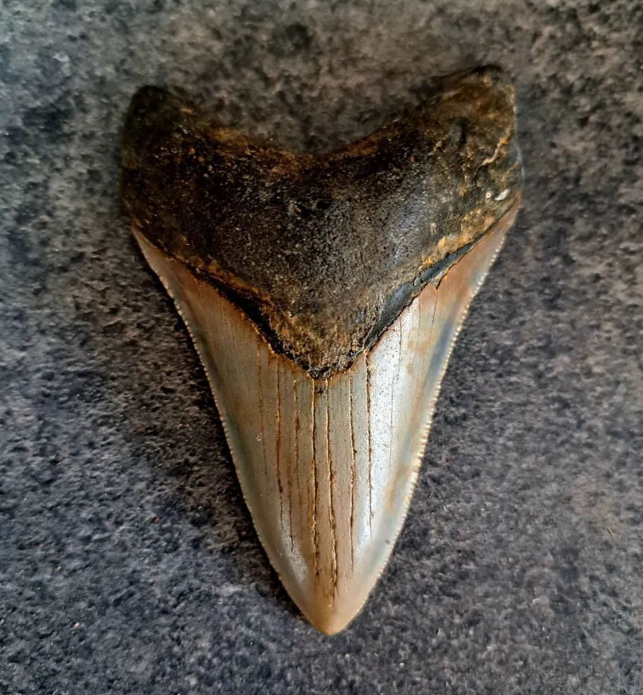 Megalodon - Fossil tooth - multicolor - 9.5 cm - 6.5 cm #1.1