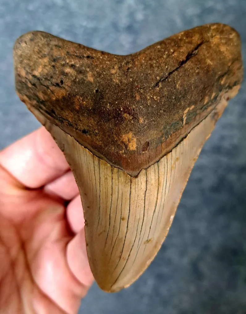 Megalodon - Fossil tooth - Otodus (Carcharocles) megalodon - 10.4 cm - 8.3 cm #2.1