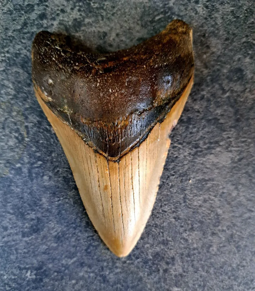 Megalodon - Fossiler Zahn - NICE ROOT - 9.8 cm - 6.5 cm #1.0