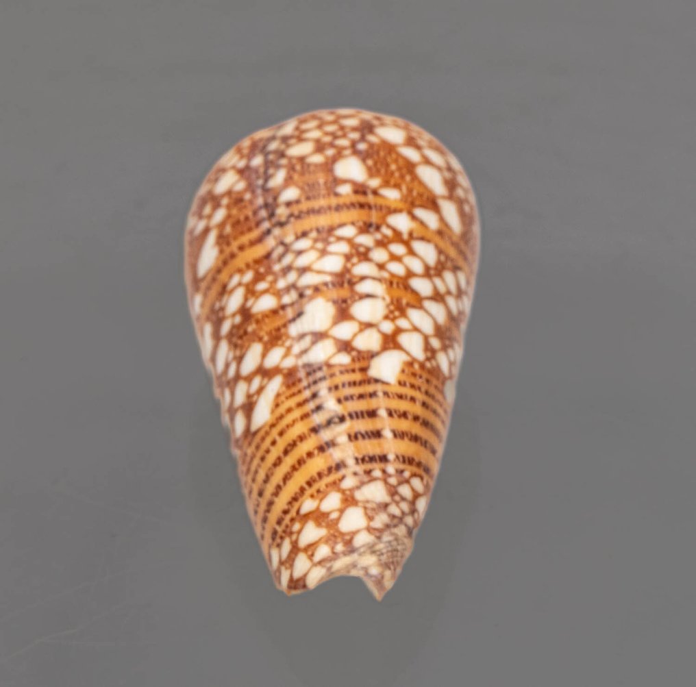 ultra Musterung ┼ Calidad Fine+++ ┼ Preparación taxidérmica de pared - Conus nobilis victor - 46 mm - 23 mm - 20 mm - Especie no CITES - 1 #4.3