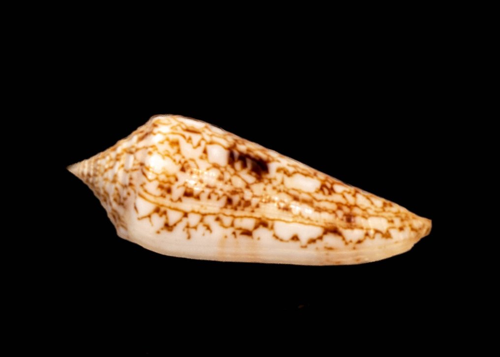 Νεπτουνσνάκε ┼ Ποιότητα GEM Επιτοίχια βάση ταρίχευσης - Conus neptunus - 57 mm - 23 mm - 20 mm - Είδη που δεν ανήκουν στο CITES - 1 #1.0