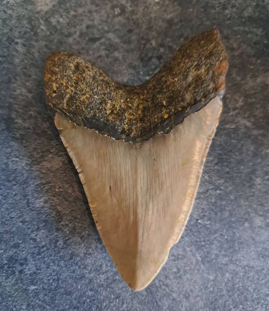 Megalodon - Fossil tooth - Otodus (Carcharocles) megalodon - 11 cm - 7.8 cm #4.3