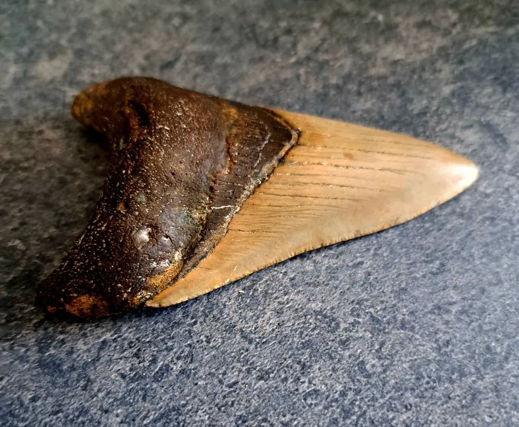 Megalodon - Fossiler Zahn - NICE ROOT - 9.8 cm - 6.5 cm #4.3